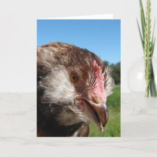 Salmon Faverolle Pullet Card