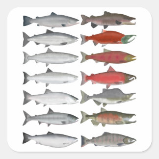 Salmon Group Square Sticker