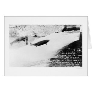 Salmon Jumping Alaska 1907