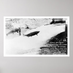 Salmon Jumping Alaska 1907 Poster