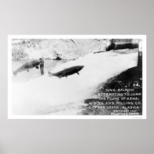 Salmon Jumping Alaska 1907 Poster (Front)