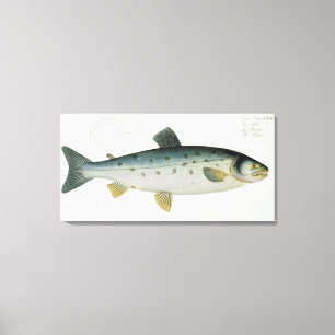 Salmon (Salmo Salar) plate XX from 'Ichthyologie, Canvas Print