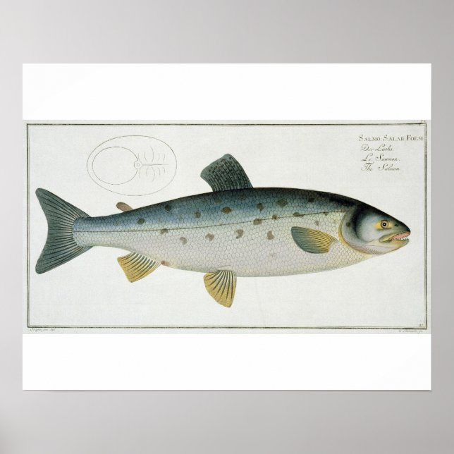 Salmon (Salmo Salar) plate XX from 'Ichthyologie, Poster (Front)
