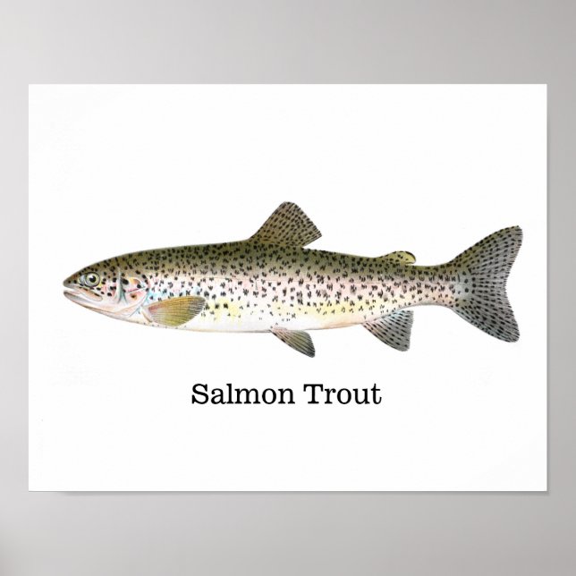 Salmon Trout Fish Poster (Front)