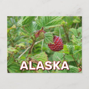 Salmonberries In Alaska Postcard