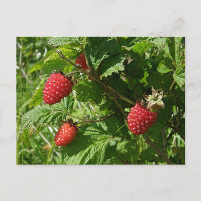 Salmonberries on Unalaska Island Postcard (Front)