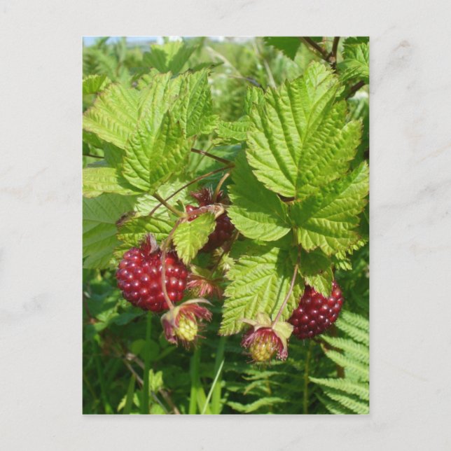 Salmonberry on Unalaska Island Postcard (Front)