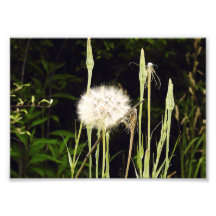 Salsify (Dandelion) Against Shadows
