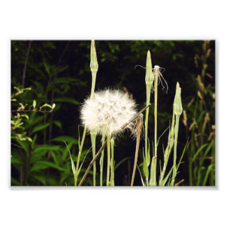 Salsify (Dandelion) Against Shadows Photo Print