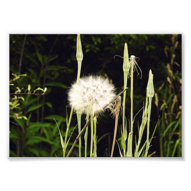 Salsify (Dandelion) Against Shadows Photo Print (Front)