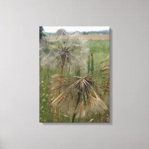 Salsify Seeds in Field Wrapped Canvas