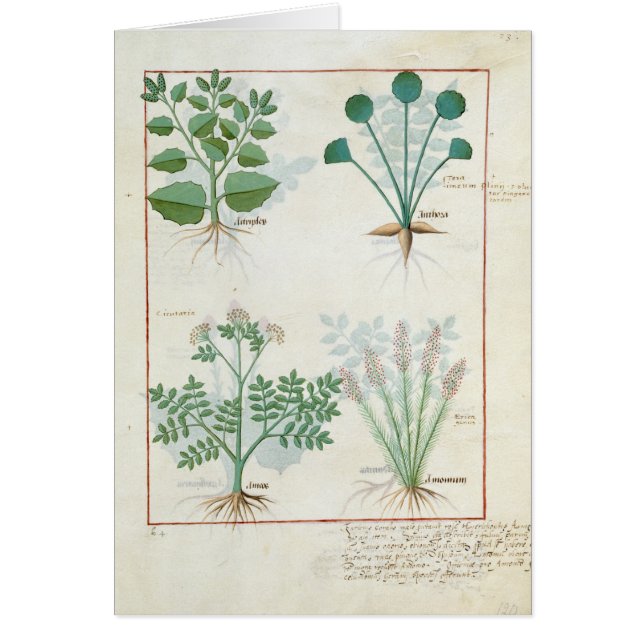 Salt Bush and Anthora Absinthium and Cardamom (Front)