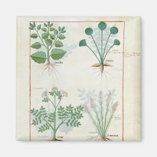 Salt Bush and Anthora Absinthium and Cardamom Magnet