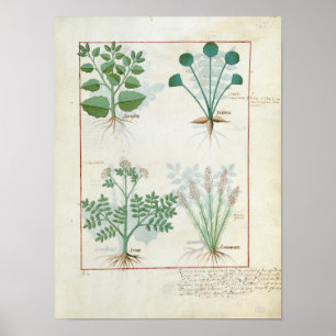 Salt Bush and Anthora Absinthium and Cardamom Poster