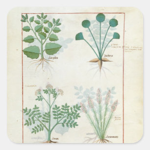 Salt Bush and Anthora Absinthium and Cardamom Square Sticker
