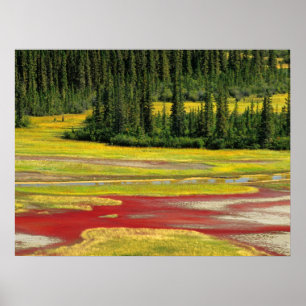 Salt Plain & Forest Wood Buffalo National Park Poster