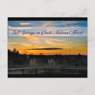 Salt Springs Postcard