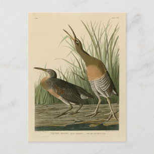 Salt Water Marsh Hen - Audubon's Birds of America Postcard