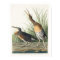 Salt Water Marsh Hen by Audubon Poster