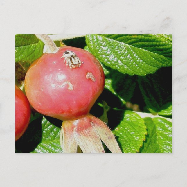 Salticid Jumping Spider on Beach Rose Hips Postcard (Front)