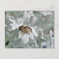 Salticid Jumping Spider on Dusty Miller