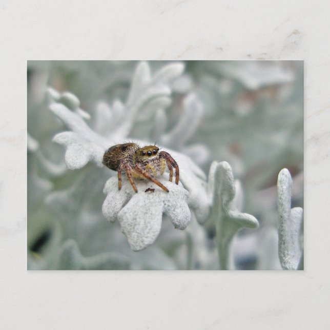 Salticid Jumping Spider on Dusty Miller Postcard (Front)