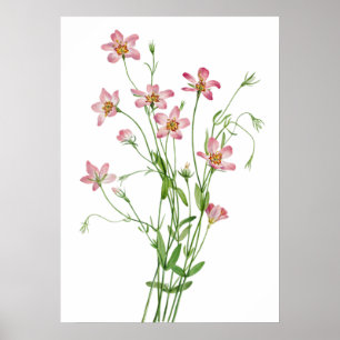Saltmarsh Rosegentian by Mary Vaux Walcott Poster
