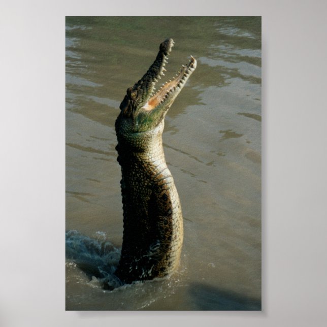 Saltwater Croc Poster (Front)