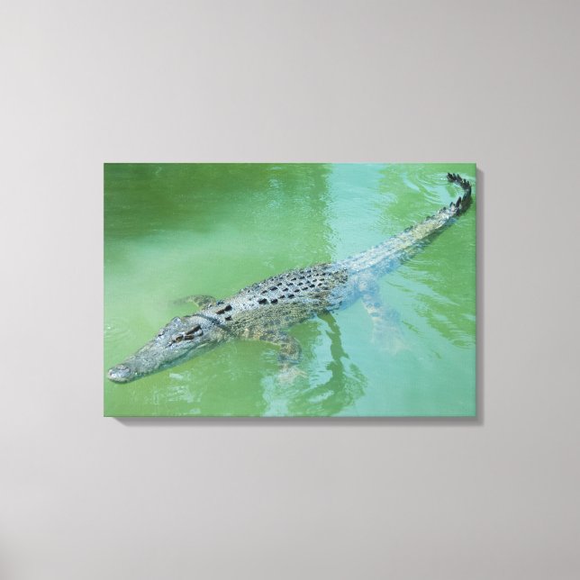 Saltwater Crocodile Canvas Print (Front)