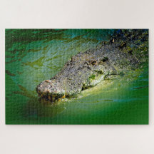 Saltwater Crocodile in Swampy waters