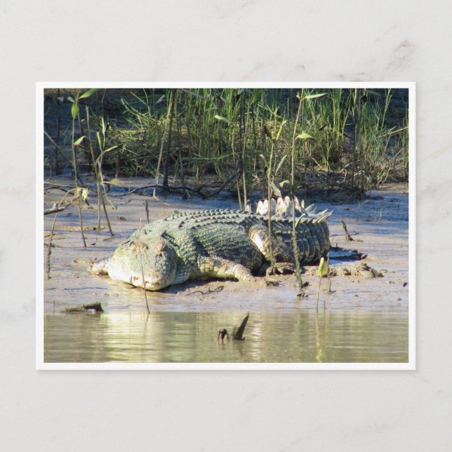 saltwater crocodile postcard (Front)