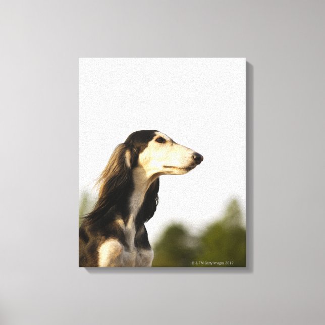 Saluki 2 canvas print (Front)