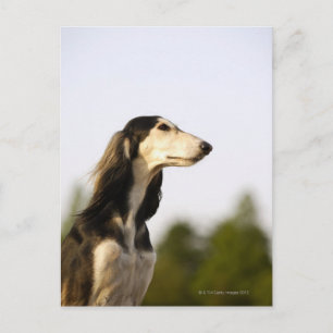 Saluki 2 postcard