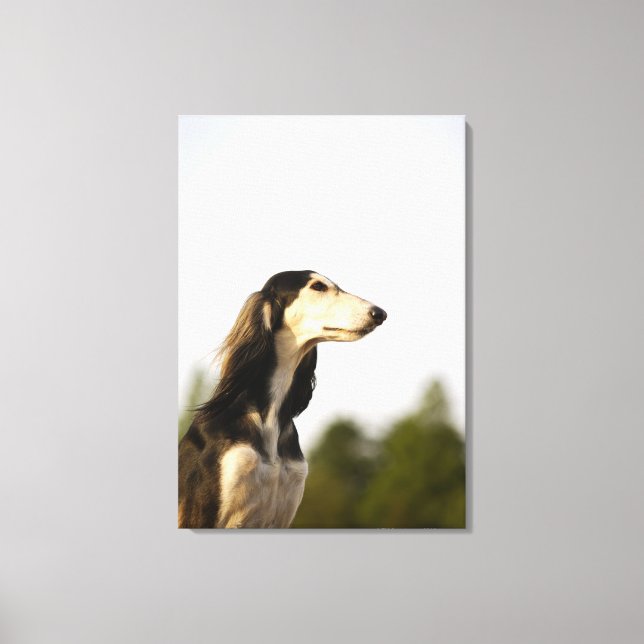 Saluki Canvas Print (Front)