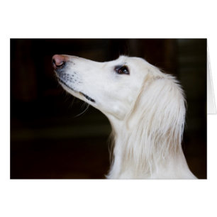 Saluki Looking Up