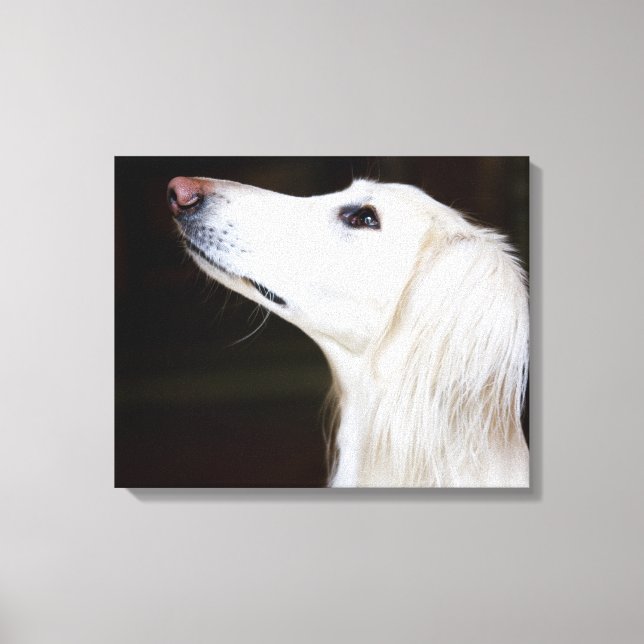 Saluki Looking Up Canvas Print (Front)