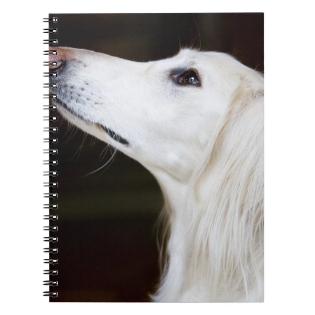 Saluki Looking Up Notebook (Front)