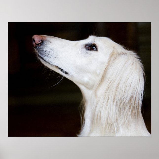 Saluki Looking Up Poster (Front)