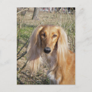 saluki.png postcard
