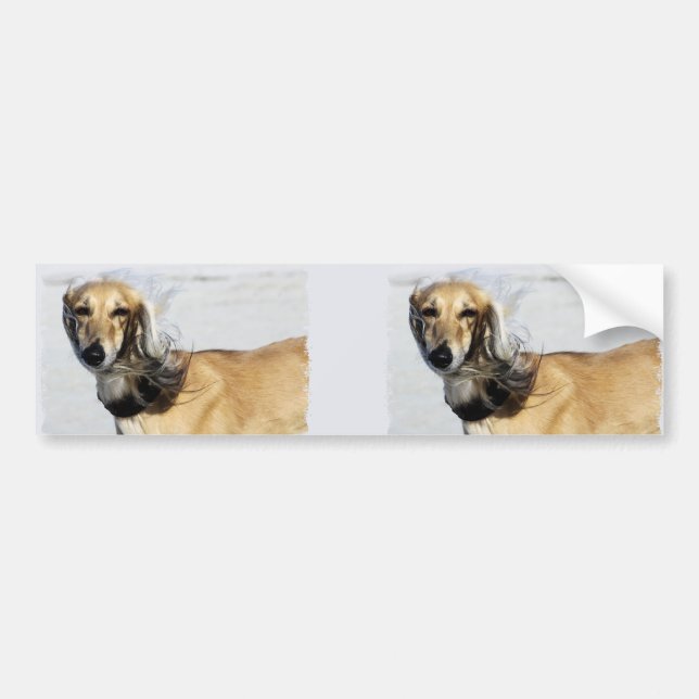 Saluki Portrait Bumper Sticker (Front)