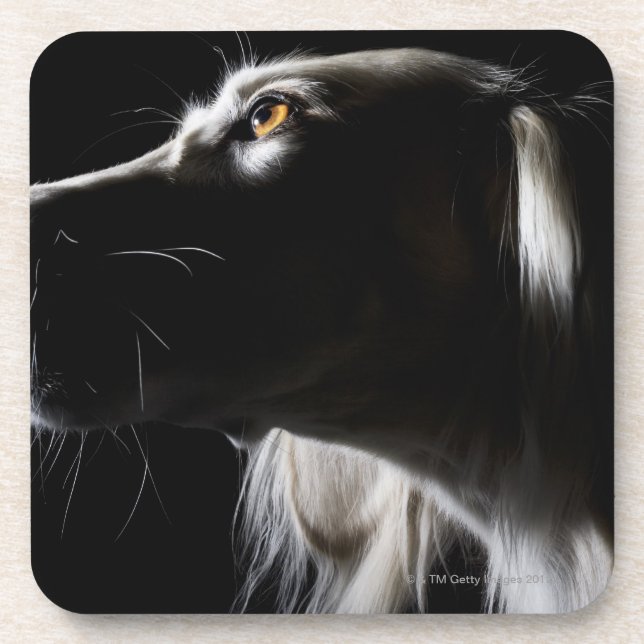 Saluki, portrait coaster (Front)