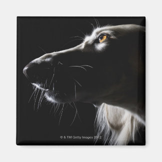 Saluki, portrait magnet