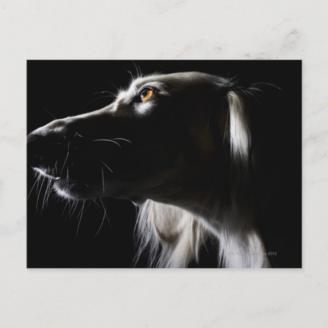 Saluki, portrait postcard (Front)