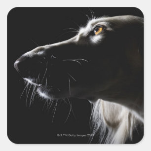 Saluki, portrait square sticker