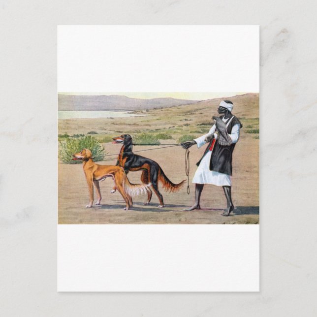 saluki postcard (Front)