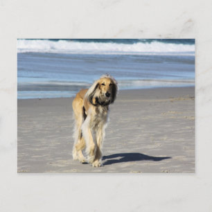Saluki Stroll on the Beach Postcard