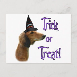 Saluki Trick Postcard
