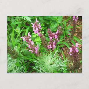 Salvia and Artemesia Postcard