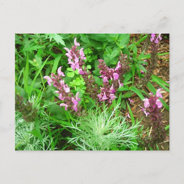 Salvia and Artemesia Postcard (Front)