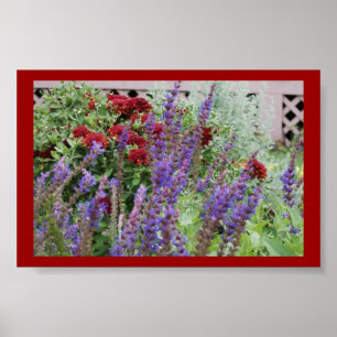 salvia and mums poster